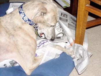 Daphne eats the news