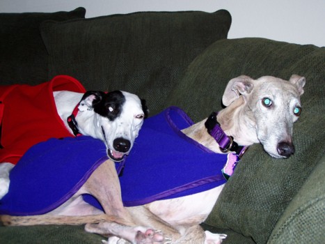 Hounds in Sweaters