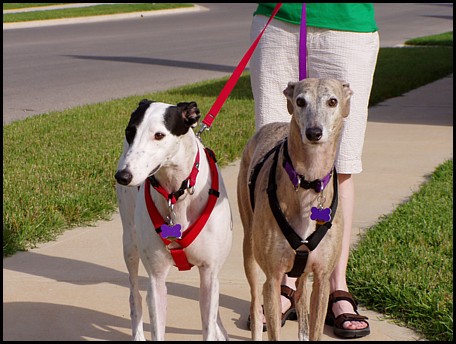 Phoebe and Daphne Outside