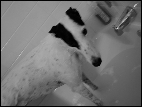 Phoebe in the bath