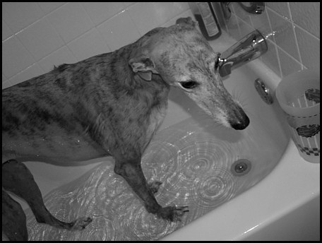 Daphne in the bath