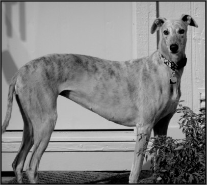 Greyhound Daphne