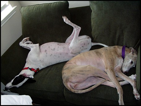 Greyhounds in Repose