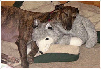 Joey and his Wolf