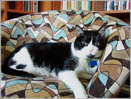Morrison the Library Cat