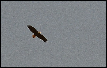 Bald Eagle