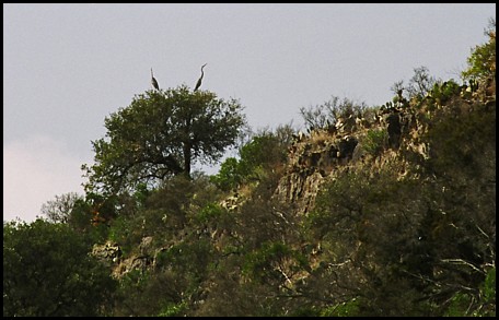 Blue Herons