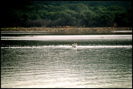 Pelicans