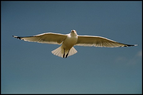 Seagull