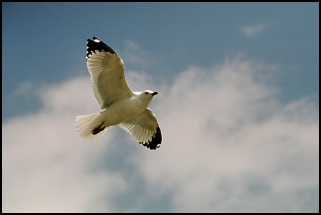 Seagull