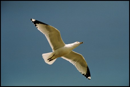 Seagull