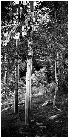 Squaw Aspens Squaw Aspens
