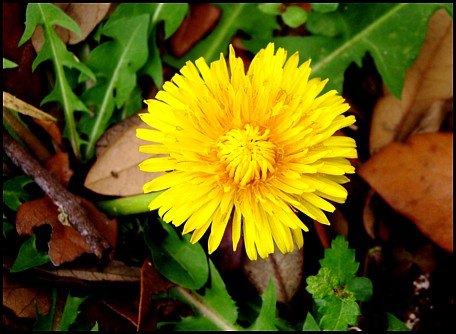 Yellow Flower Yellow Flower