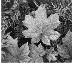 Leaf in Glacier National Park (US Archives)