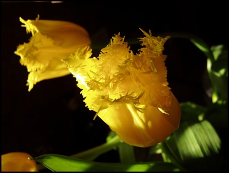 Tulips Tulips