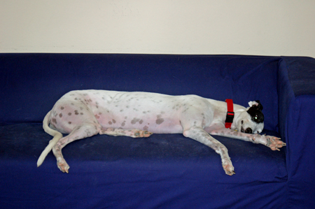 Couch Phoebe