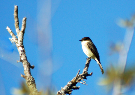 Eastern Phoebe