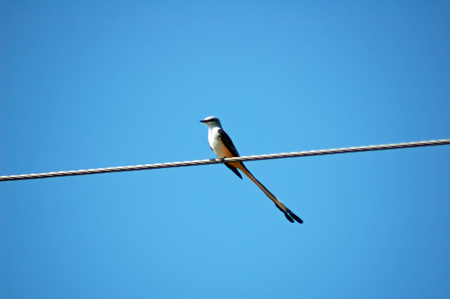 Scissor-tailed Flycatcher