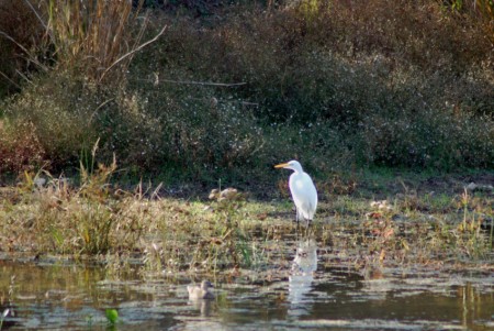 Great Egret Great Egret by the pond