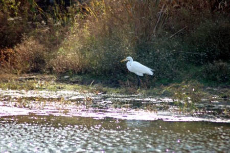 Great Egret Again The Great Egret again