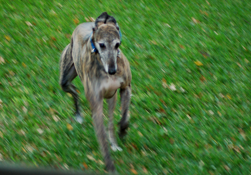 Joey races across the yard