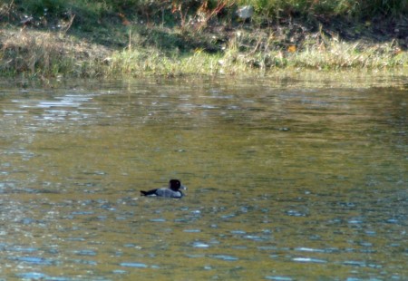 Lesser Scaup Lesser Scaup