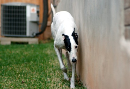 Runnin Phoebe Phoebe races along the inside edge