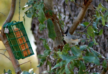Black-crested Titmouse A Black-crested Titmouse eyes the suet feeder