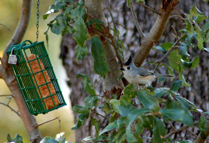 A Black-crested Titmouse eyes the suet feeder