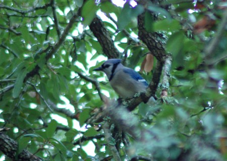 Blue Jay A Blue Jay watches the feeders