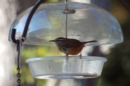 Carolina Wren A Carolina Wren on the worm feeder