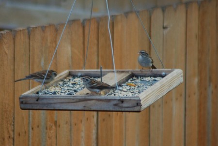 Chipping Sparrows The 3 Chipping Sparrows I counted