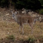 A White-tailed Deer checks me out