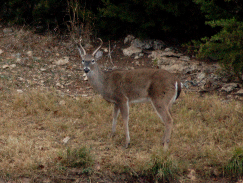 A White-tailed Deer checks me out