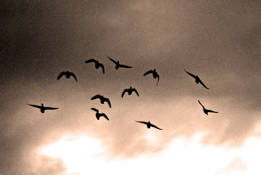 Ducks in Flight 1