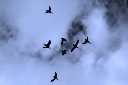 Ducks in Flight 2