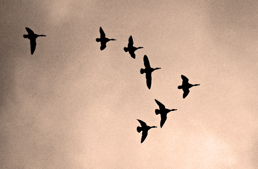 Ducks in Flight 3