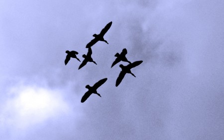 Ducks in Flight 4