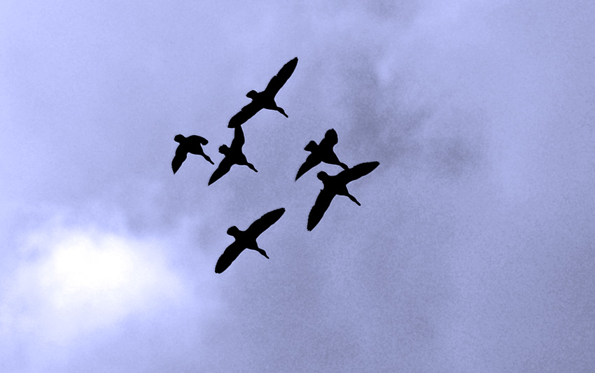 Ducks in Flight 4