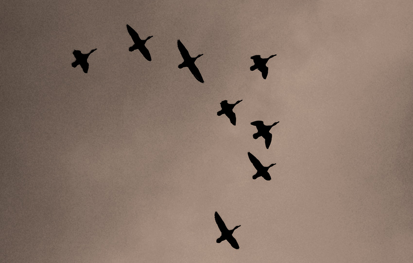 Ducks in Flight 5