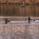 Ring-necked Ducks in the pond down the street