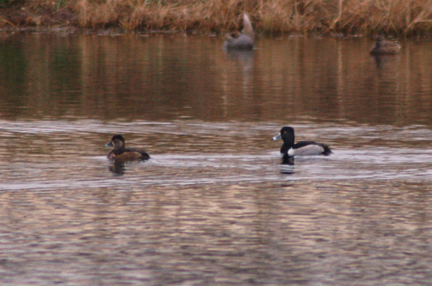 Ring-necked Ducks in the pond down the street