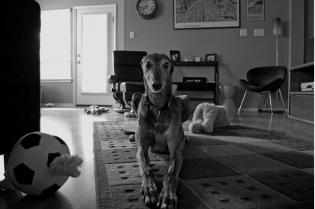 Joey watched the new lens