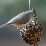 Black-crested Titmouse on the pinecone feeder