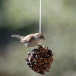 A Bewick's Wren stops by for a snack