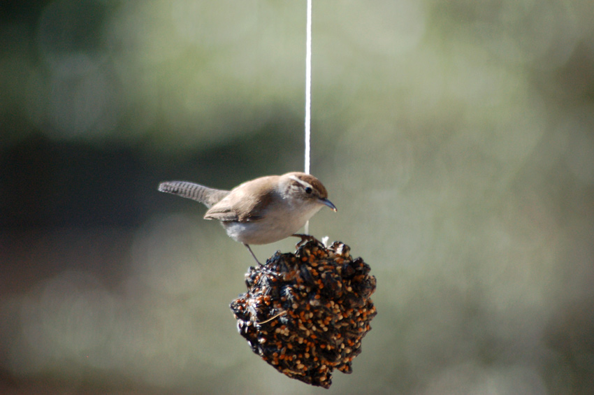 A Bewick's Wren stops by for a snack