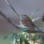 Chipping Sparrow