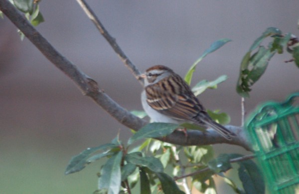 Chipping Sparrow Chipping Sparrow