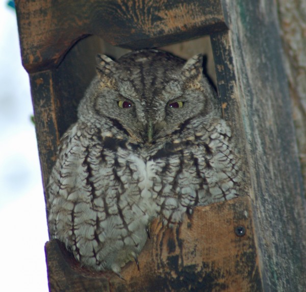 "Ollie" the Eastern Screech Owl