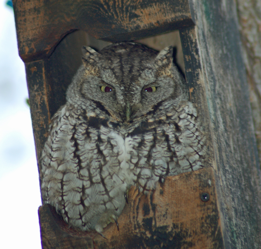 "Ollie" the Eastern Screech Owl